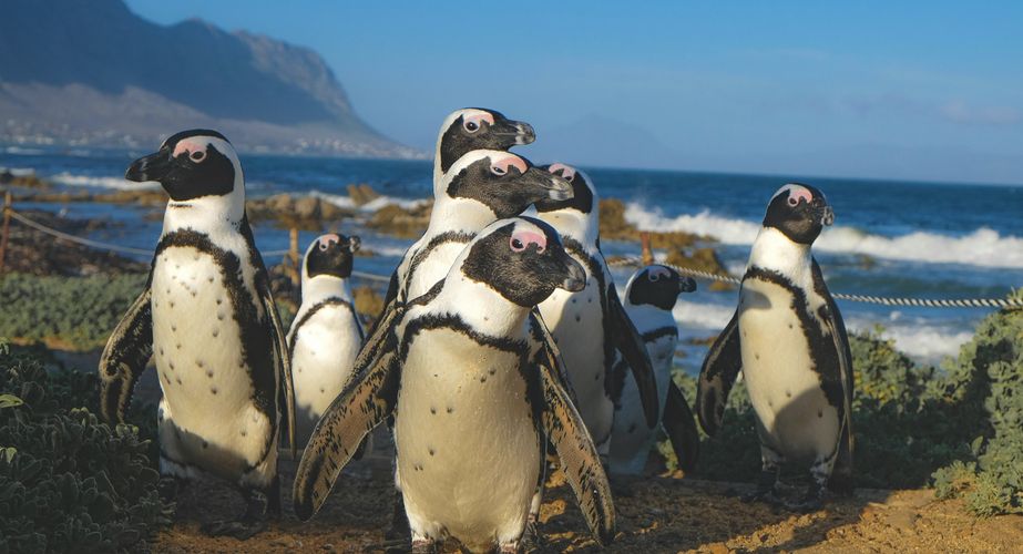 Boulders Beach Zuid Afrika groepsrondreis 2